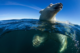 Illustration for article titled The best nature photo of the year is this badass polar bear